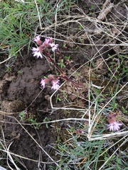 Lithophragma glabrum