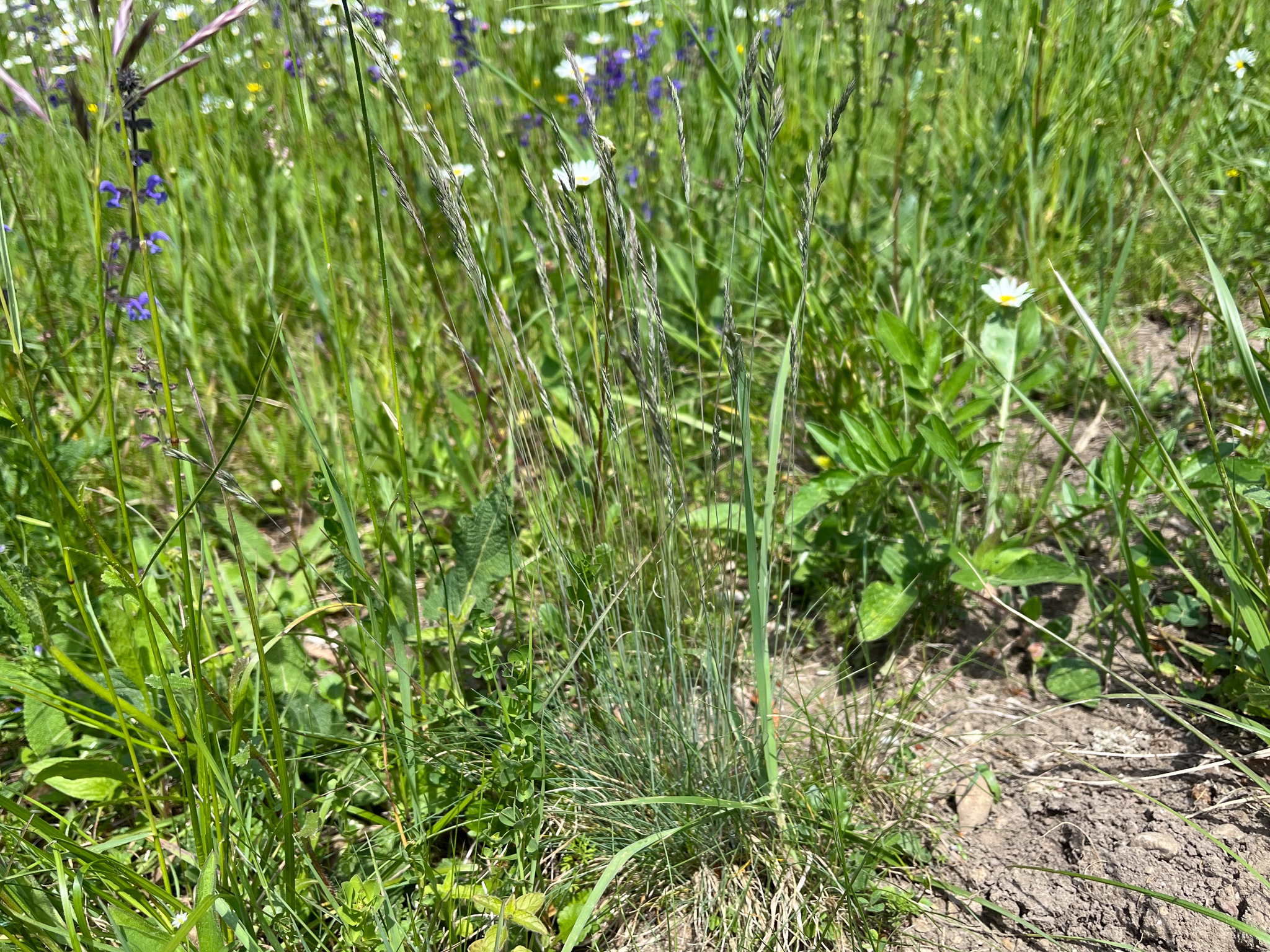 Imagem de Festuca azul