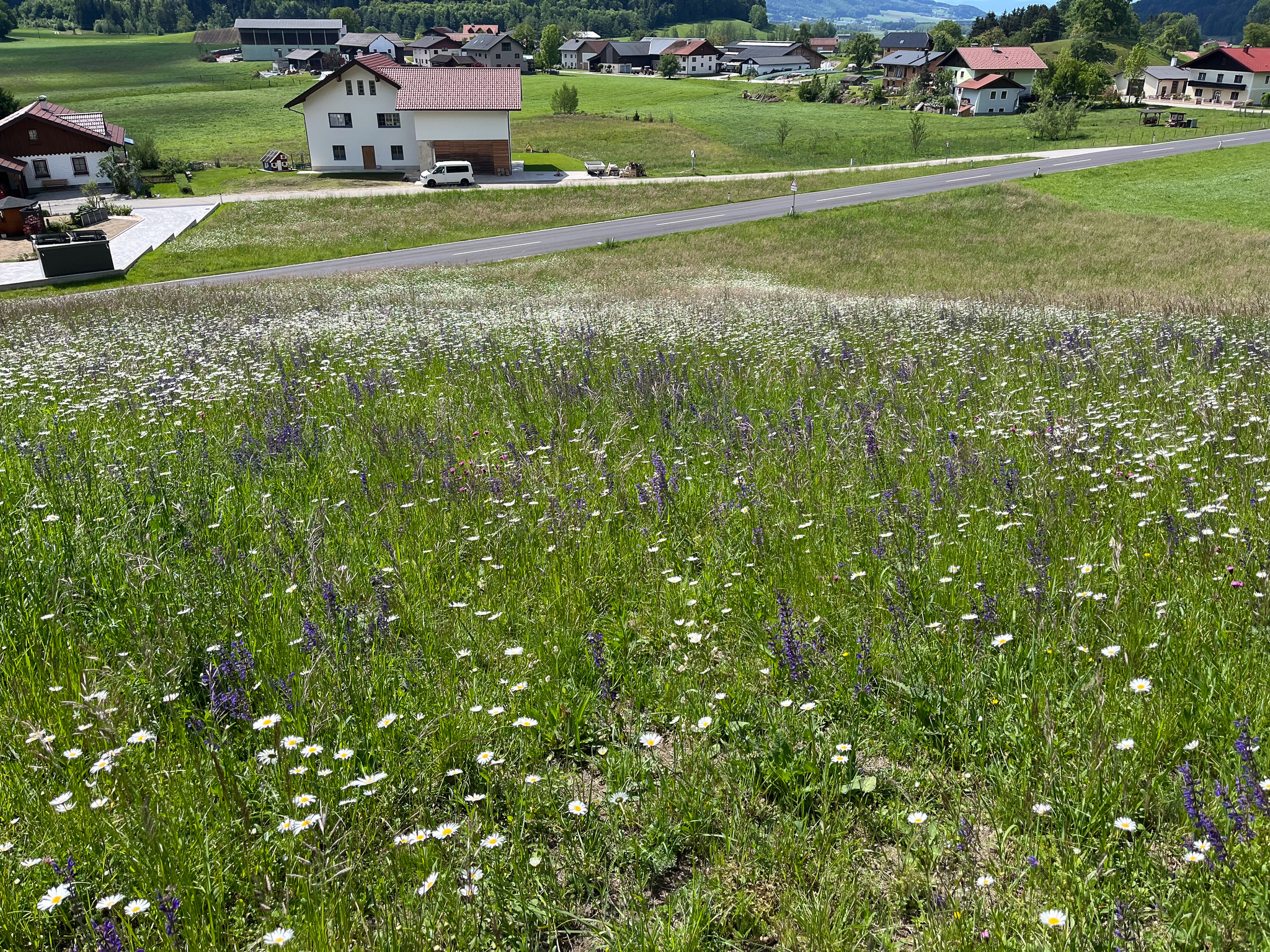 Imagem de Festuca azul