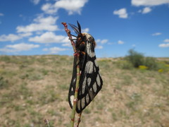 Hemileuca chinatiensis