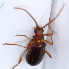 Ptinus raptor