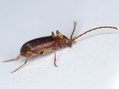 Ptinus raptor