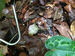 Hexastylis shuttleworthii