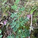 Lathyrus niger - Photo 由 Sebastian J. Dunkl 所上傳的 (c) Sebastian J. Dunkl，保留部份權利CC BY-NC