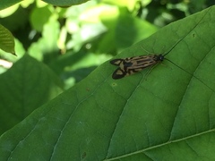 Macrostemum zebratum