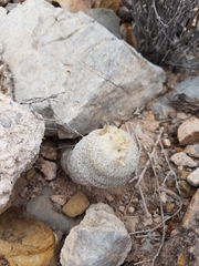 Epithelantha
