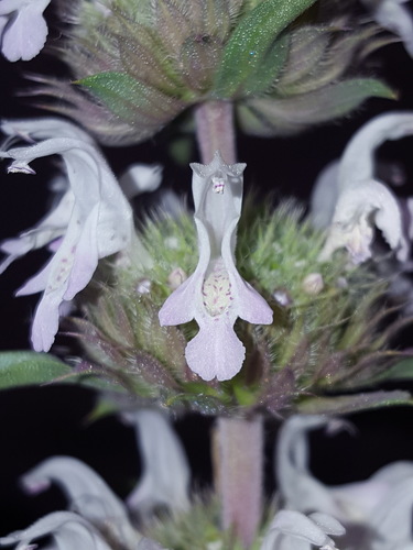 Pony beebalm (Monarda pectinata)