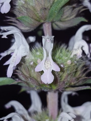 Monarda pectinata