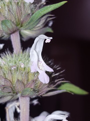 Monarda pectinata
