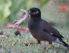 Common Myna