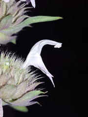 Monarda pectinata