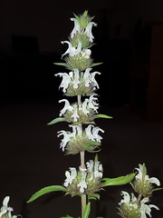Monarda pectinata