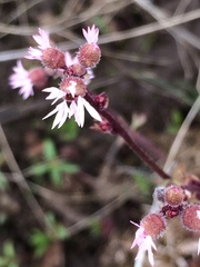 Lithophragma glabrum