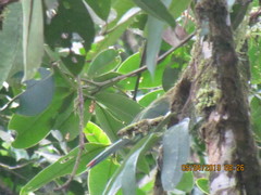 Aulacorhynchus derbianus