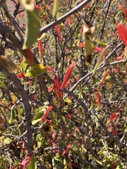 Anisotes rogersii, photograph author not stated, no rights reserved