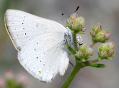 Satyrium sylvinus
