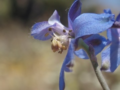 Delphinium parishii