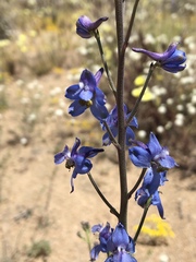 Delphinium parishii