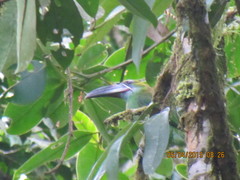 Aulacorhynchus derbianus