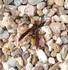 Polistes comanchus navajoe