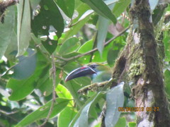 Aulacorhynchus derbianus