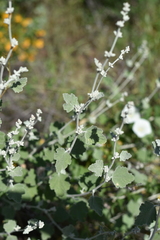 Malacothamnus hallii