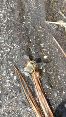 Eristalis bogotensis