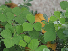 Rhynchosia volubilis