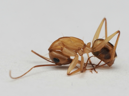 Egyptian Carpenter Ant