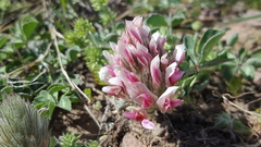 Trifolium macrocephalum
