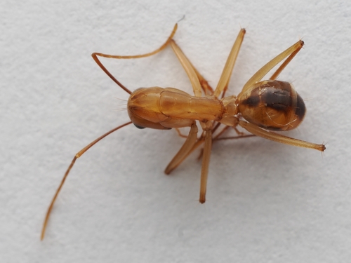 Egyptian Carpenter Ant