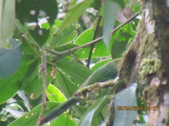 Aulacorhynchus derbianus