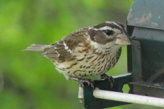 Pheucticus ludovicianus