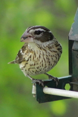 Pheucticus ludovicianus