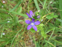 Triodanis biflora