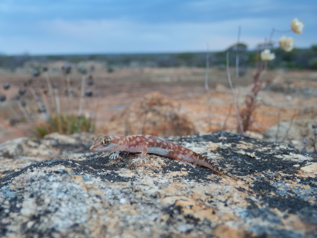 Mottled Ground Gecko