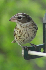 Pheucticus ludovicianus