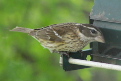 Pheucticus ludovicianus