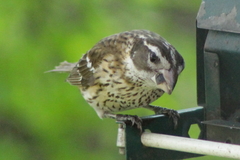 Pheucticus ludovicianus