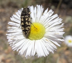 Acmaeodera bowditchi