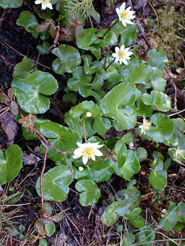 Caltha biflora (Caltha biflora)