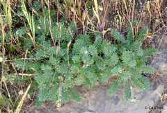 Acaena pinnatifida californica