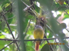Myiotriccus ornatus