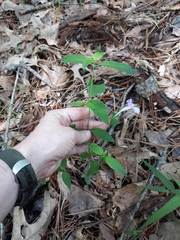 Ruellia pedunculata