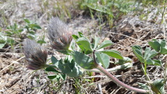 Trifolium macrocephalum