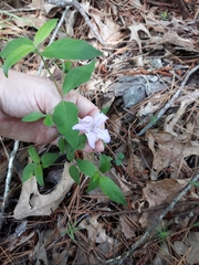 Ruellia pedunculata