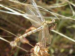 Progomphus borealis