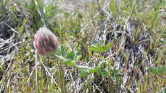 Trifolium macrocephalum