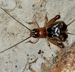 Anurogryllus arboreus