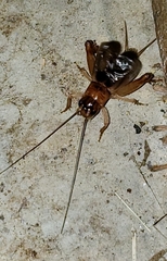 Anurogryllus arboreus